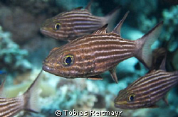 Tiger cardinalfish, Erg Soraya, Hurghada. Canon EOS 350d,... by Tobias Reitmayr 